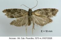 Cnephasia