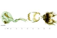 Cnephasia