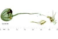 Zelleria oleastrella