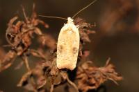 Agonopterix nervosa