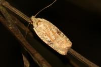 Agonopterix nervosa