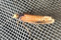 Ypsolopha parenthesella