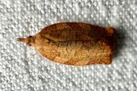 Pandemis heparana