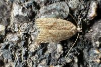 Agonopterix assimilella