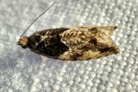 Epinotia nisella