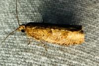 Epinotia sordidana