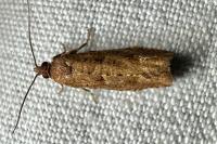 Epinotia sordidana