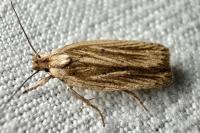 Agonopterix umbellana