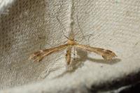 Oxyptilus