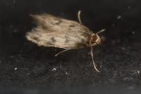 Borkhausenia nefrax