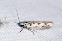Ethmia dodecea