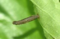 Coleophora hemerobiella