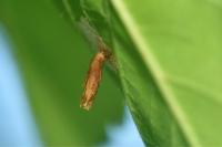 Coleophora