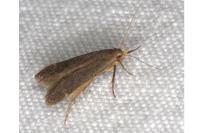 Anacampsis timidella