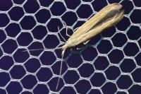 Coleophora
