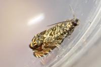 Enarmonia formosana