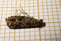 Enarmonia formosana