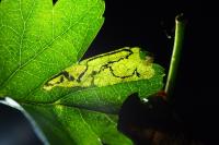 Stigmella hybnerella