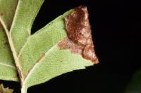 Parornix anglicella