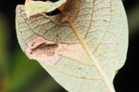 Phyllonorycter salicicolella