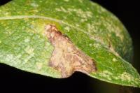 Phyllonorycter salicicolella