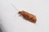 Epinotia caprana