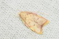 Carcina quercana