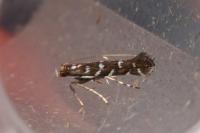 Parectopa ononidis
