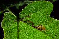 Stigmella aceris