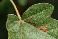 Stigmella aceris