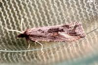 Endothenia quadrimaculana