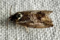 Cydia fagiglandana/splendana