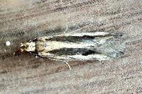 Mirificarma interrupta