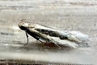 Mirificarma interrupta