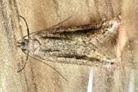 Mirificarma mulinella