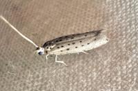 Yponomeuta sedella