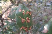 Ectoedemia heringella