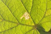 Stigmella tiliae