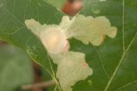 Tischeria ekebladella