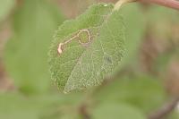 Bucculatrix bechsteinella