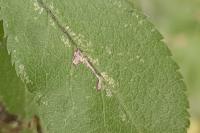 Bucculatrix bechsteinella