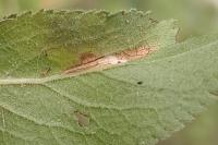 Phyllonorycter spinicolella