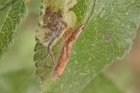 Phyllonorycter spinicolella