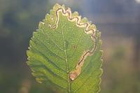 Stigmella ulmivora
