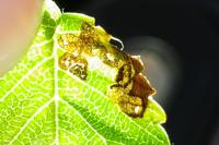 Stigmella lemniscella