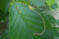 Lyonetia clerkella