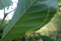 Lyonetia clerkella