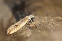 Bactra lancealana