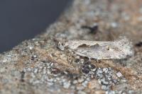 Ornativalva plutelliformis