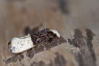 Trichophaga bipartitella